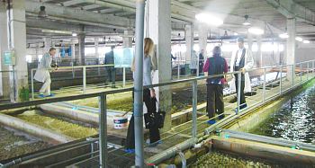 The Club Members have visited the Mottra caviar processing factory The Club Members have visited the Mottra caviar processing factory