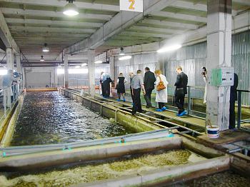 The Club Members have visited the Mottra caviar processing factory The Club Members have visited the Mottra caviar processing factory
