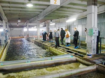 The Club Members have visited the Mottra caviar processing factory