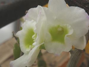 Коллекция орхидей в Апгулде