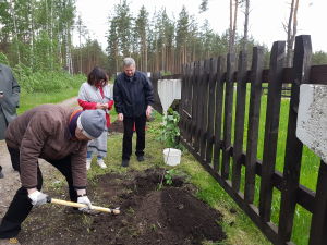  Planting lilac bushes