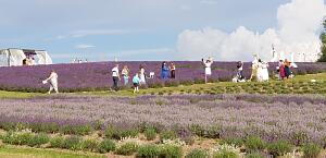 Picturesque places in Latvia. Lavender fields  Lillas Lavender