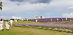 Picturesque places in Latvia. Lavender fields – Lillas Lavender