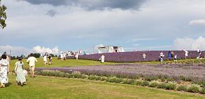 Picturesque places in Latvia. Lavender fields  Lillas Lavender