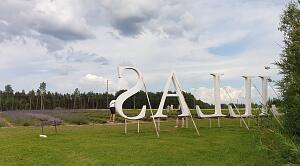 Picturesque places in Latvia. Lavender fields  Lillas Lavender